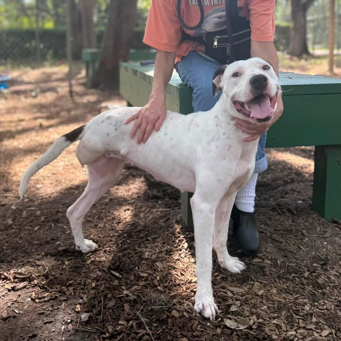 Lady, an adopted American Bulldog in St. Augustine, FL image 1/4