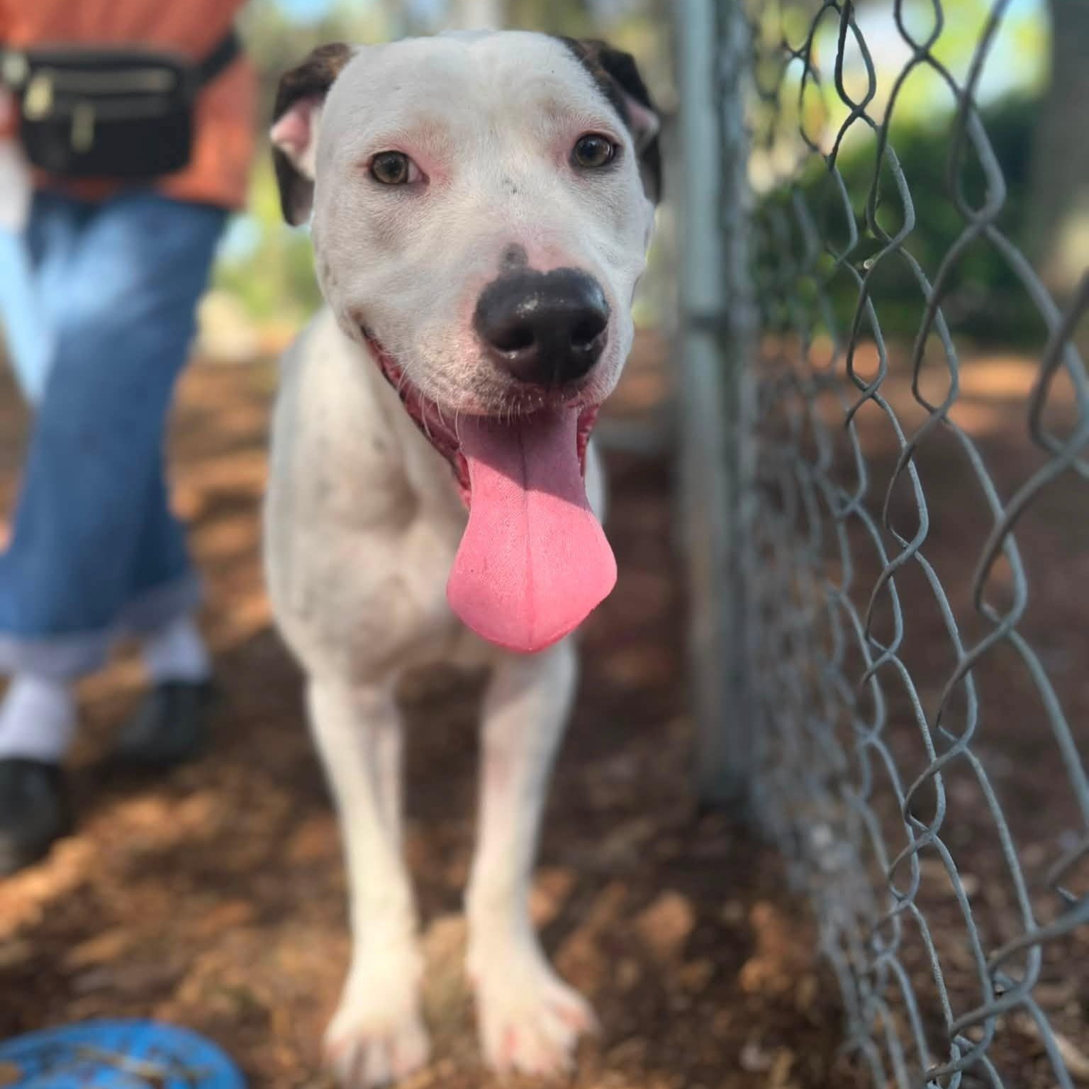Lady, an adopted American Bulldog in St. Augustine, FL image 2/4