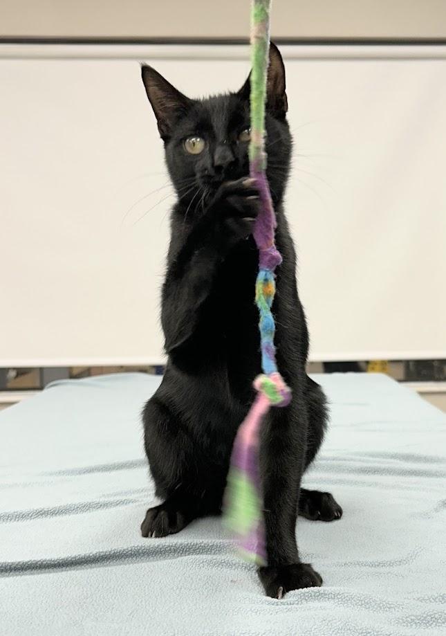 Enlarge Colin, a Adoptable Domestic Short Hair in Santa Rosa, CA image 3/5