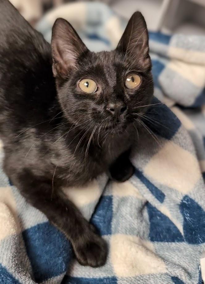 Colin, Adoptable, Kitten Male Domestic Short Hair.