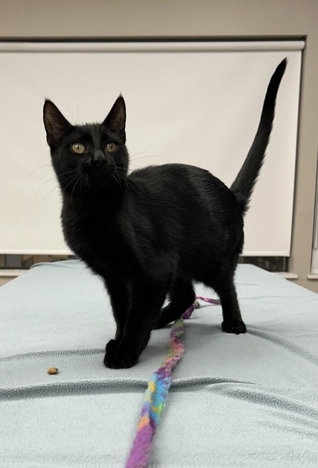 Colin, Adoptable, Kitten Male Domestic Short Hair.