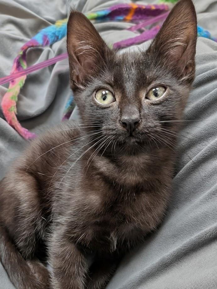 Colin, a Adoptable Domestic Short Hair in Santa Rosa, CA image 2/2