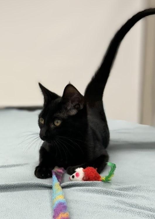 Enlarge Colin, a Adoptable Domestic Short Hair in Santa Rosa, CA image 2/5