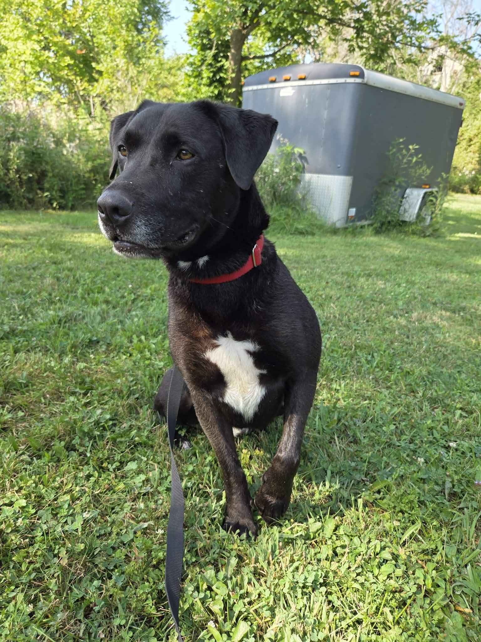 Enlarge MacKee-Foster to Adopt, an adoptable mixed breed in Medina, OH image 3/6