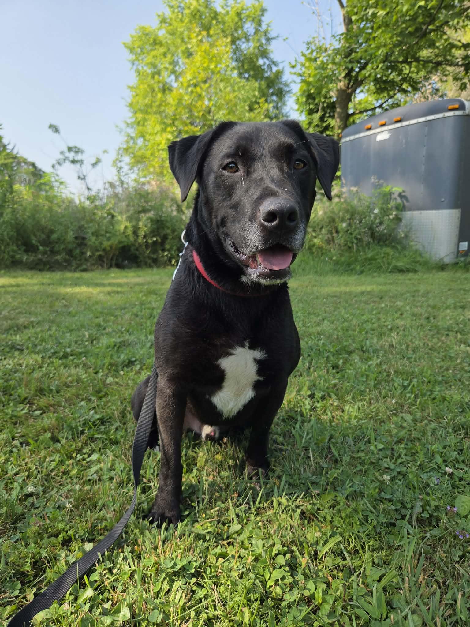 MacKee-Foster to Adopt, adoptable, Adult Male Black Labrador Retriever.