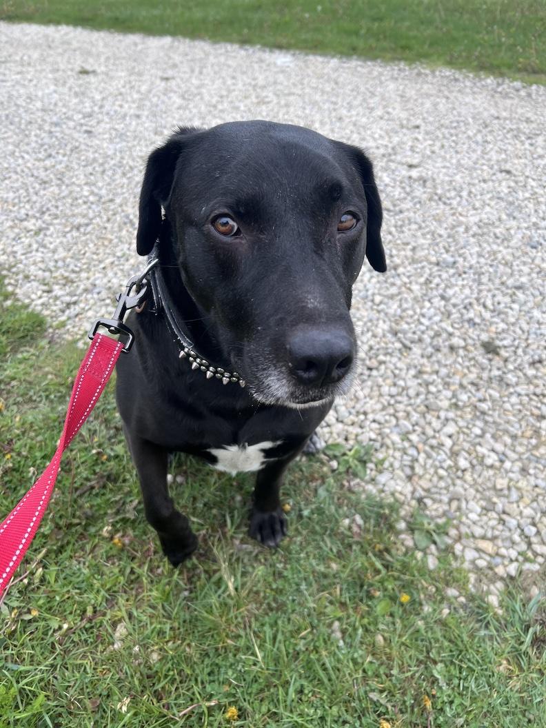 MacKee-Foster-to-Adopt, a ADOPTABLE mixed breed in Medina, OH image 4/6