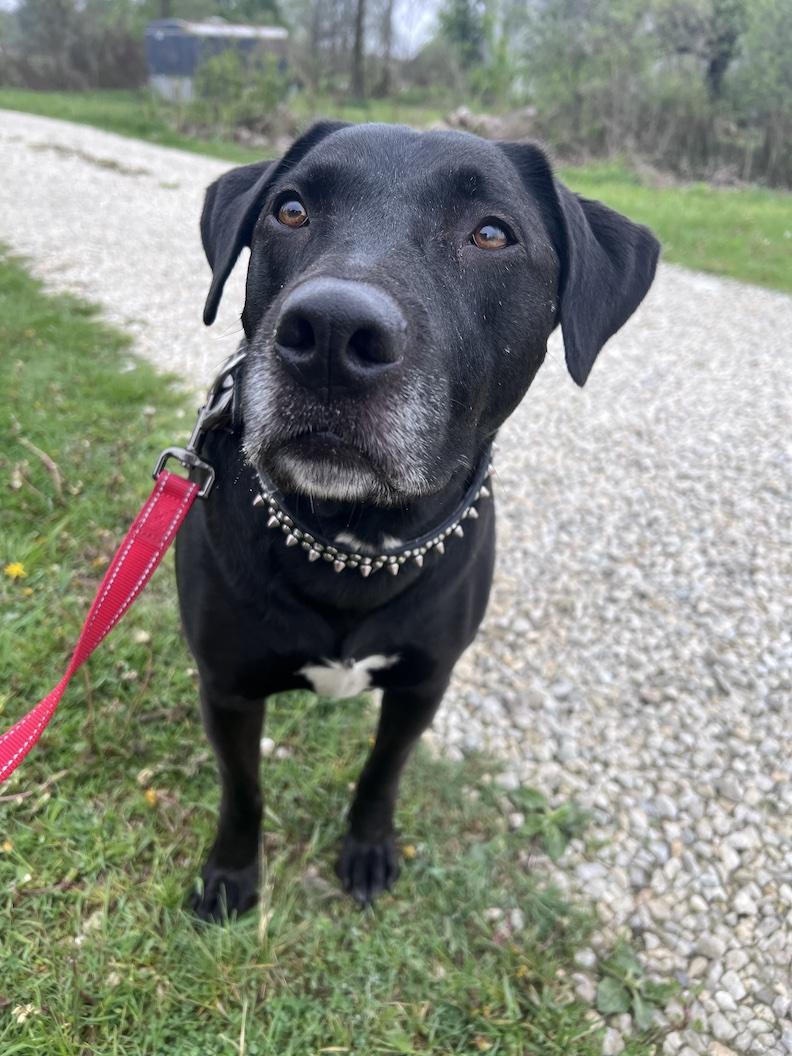 MacKee-Foster-to-Adopt, a ADOPTABLE mixed breed in Medina, OH image 5/6