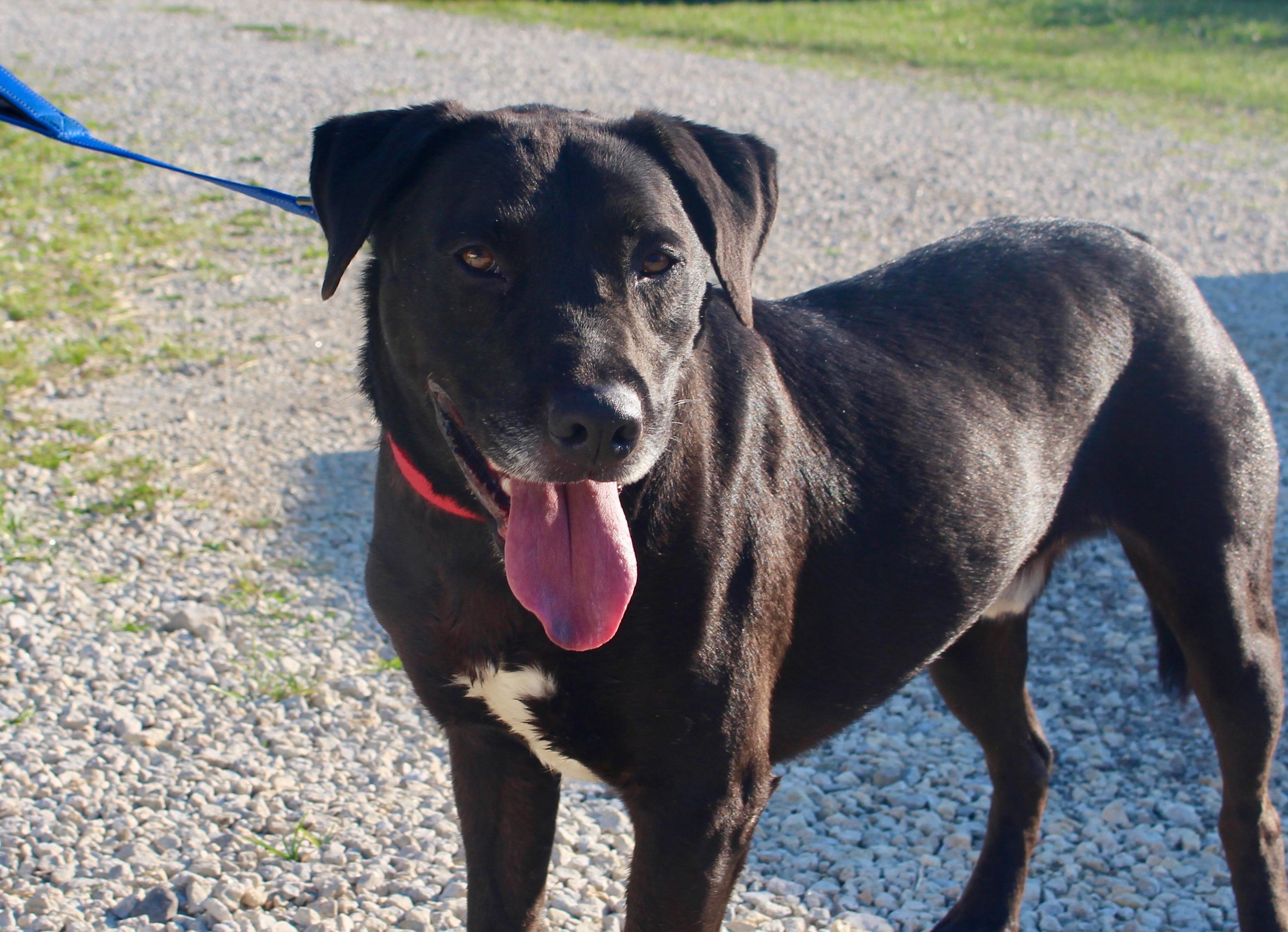 MacKee-Foster to Adopt, an adoptable mixed breed in Medina, OH image 4/5