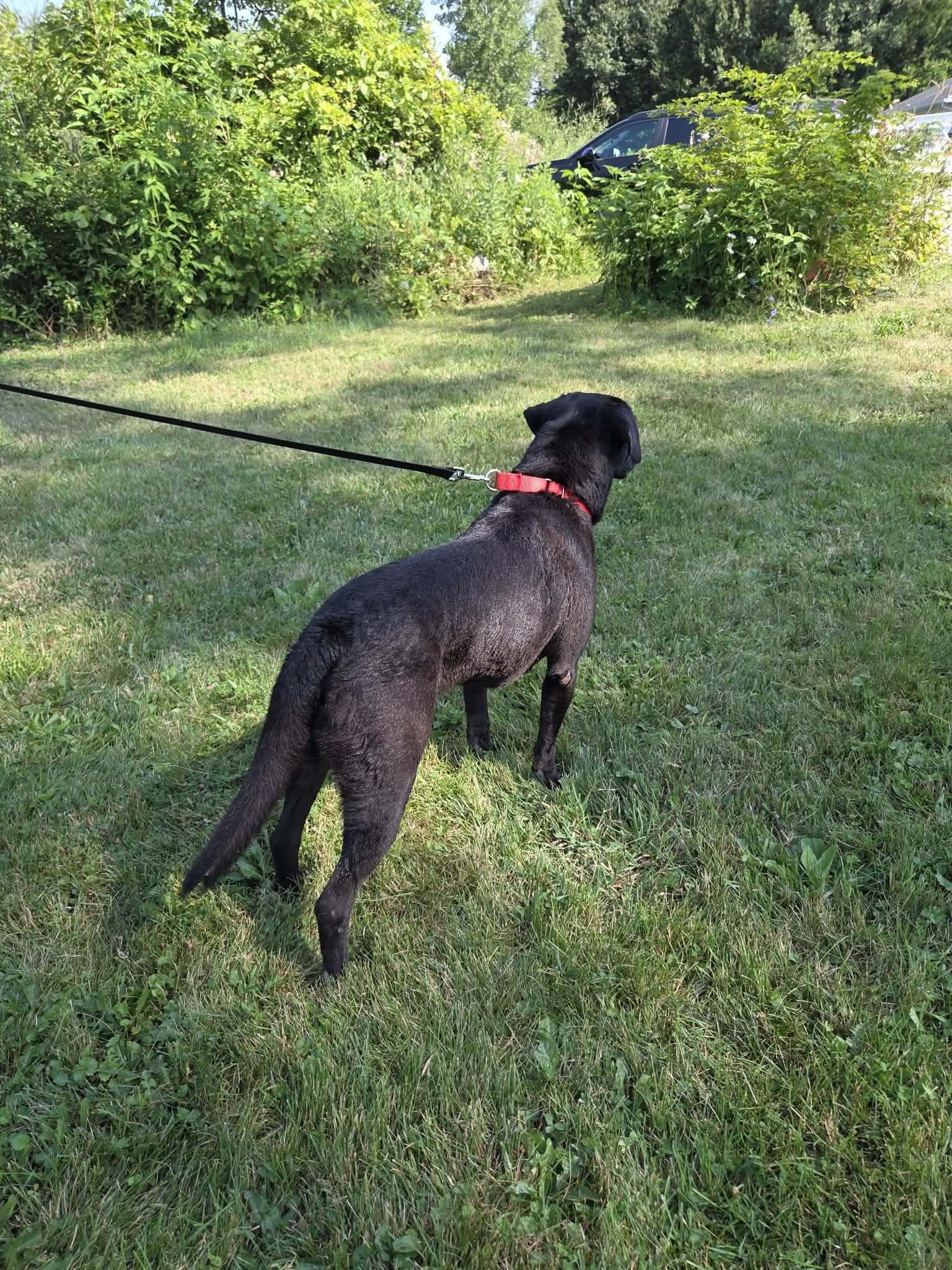 Enlarge MacKee-Foster to Adopt, an adoptable mixed breed in Medina, OH image 5/6