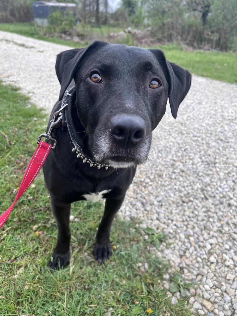 MacKee-Foster-to-Adopt, a ADOPTABLE mixed breed in Medina, OH image 1/6