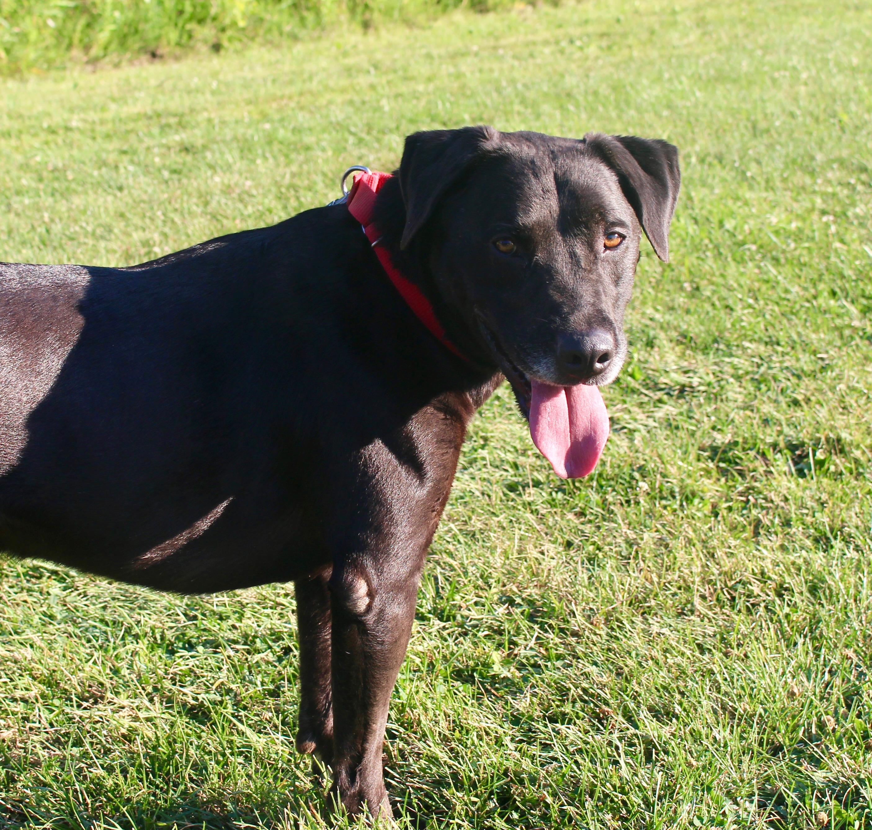 MacKee-Foster to Adopt, an adoptable mixed breed in Medina, OH image 5/5