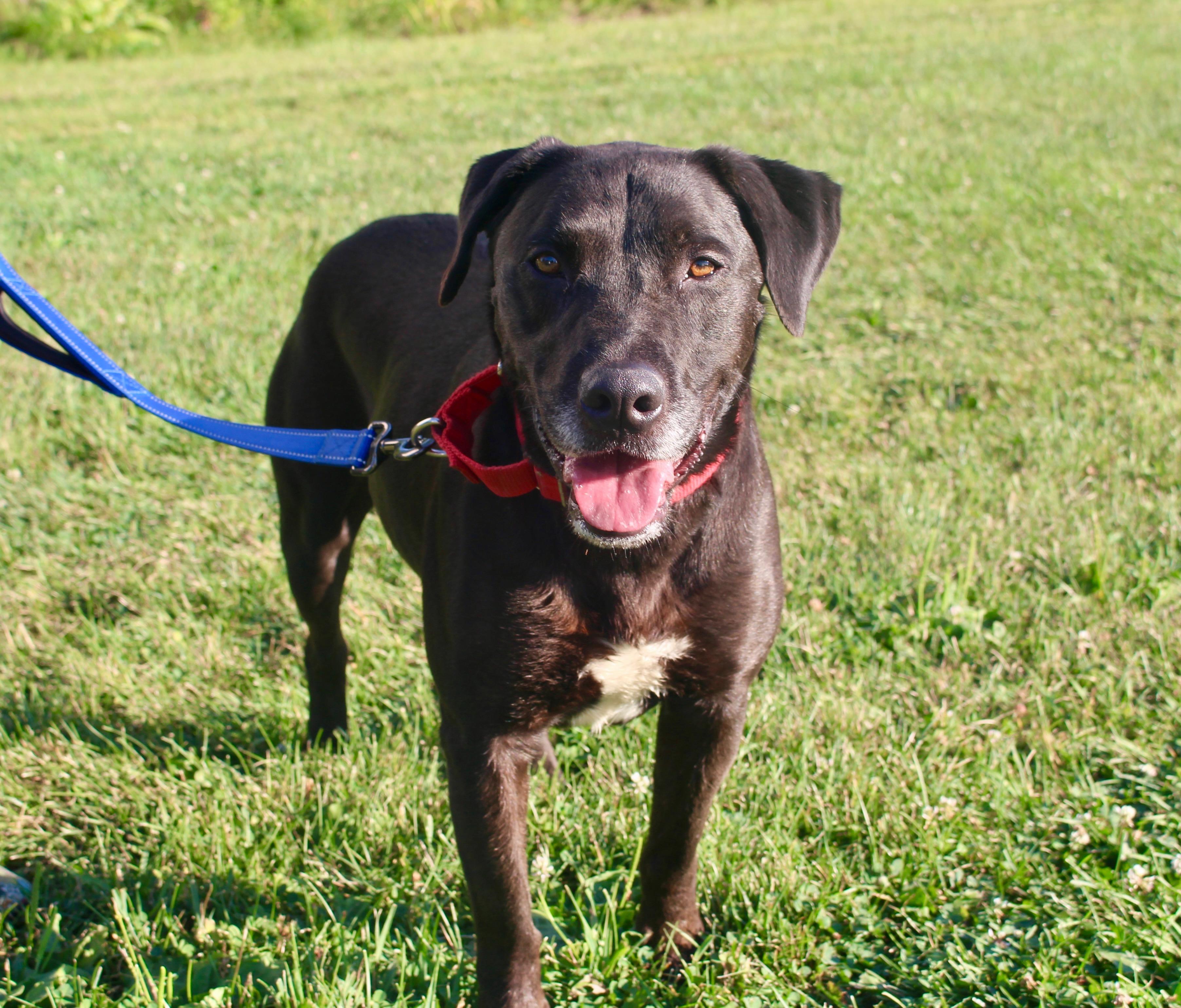 MacKee-Foster to Adopt, an adoptable mixed breed in Medina, OH image 3/5