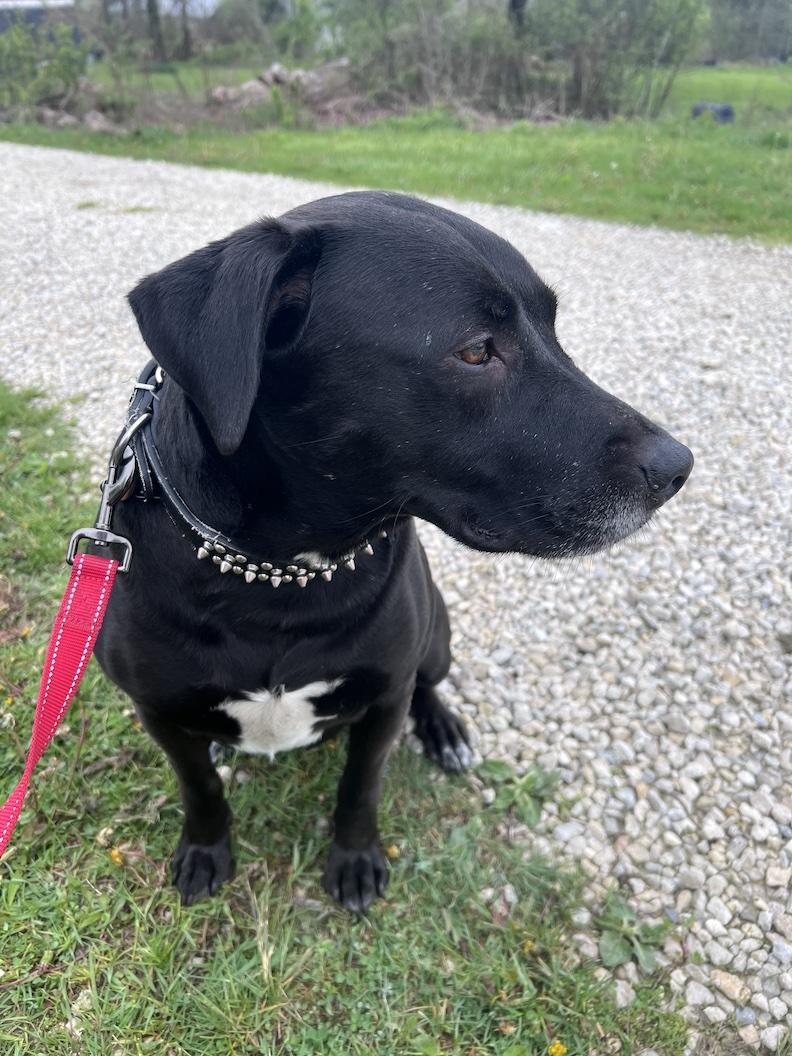 MacKee-Foster-to-Adopt, a ADOPTABLE mixed breed in Medina, OH image 6/6