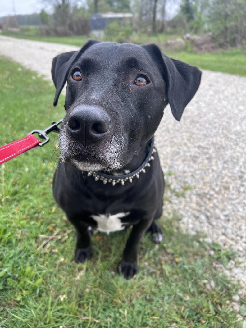 MacKee-Foster-to-Adopt, a ADOPTABLE mixed breed in Medina, OH image 3/6