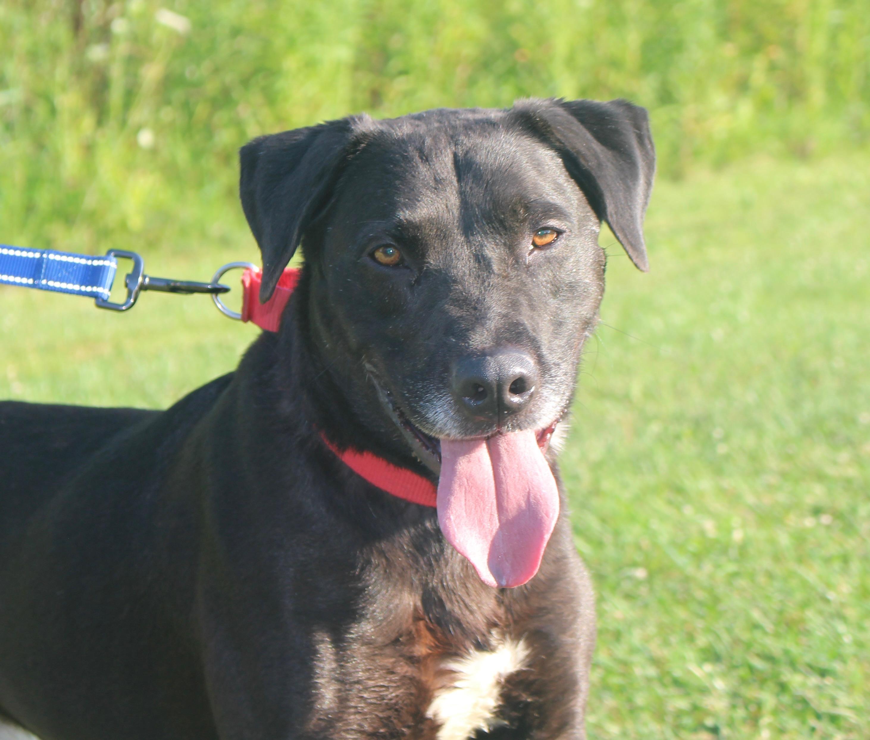 MacKee-Foster to Adopt, adoptable, Adult Male Black Labrador Retriever.