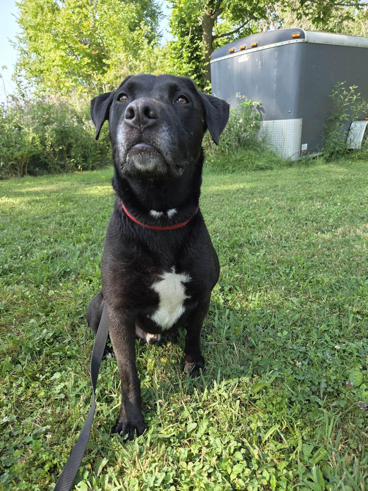 Enlarge MacKee-Foster to Adopt, an adoptable mixed breed in Medina, OH image 2/6