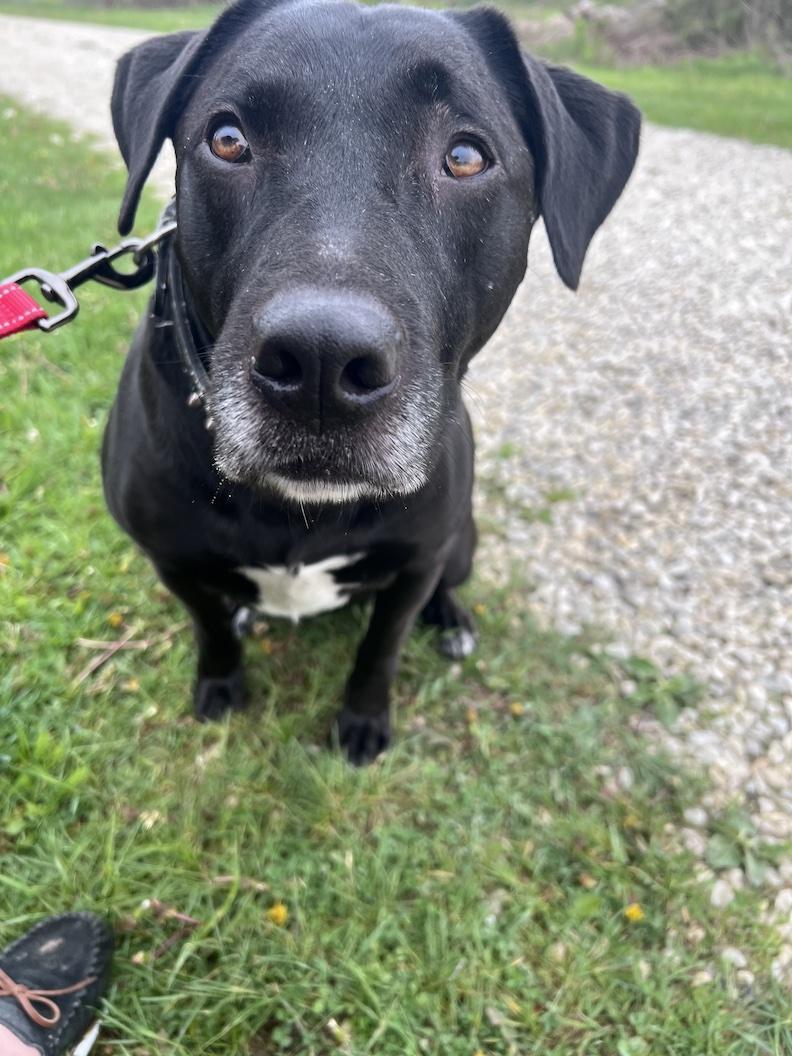 MacKee-Foster-to-Adopt, a ADOPTABLE mixed breed in Medina, OH image 2/6