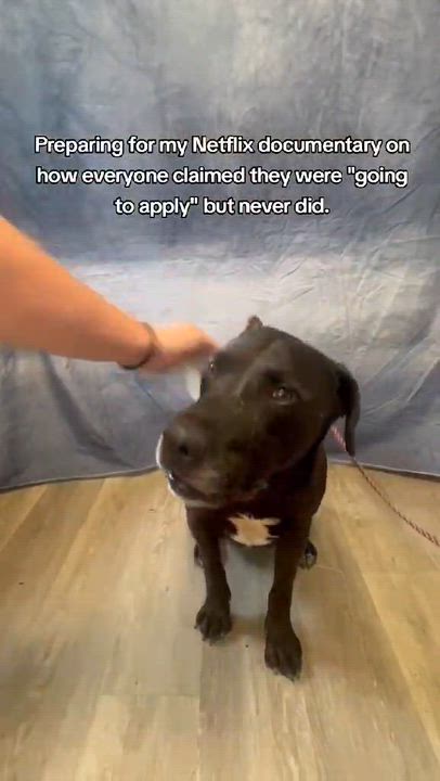 Enlarge MacKee-Foster to Adopt, an adoptable mixed breed in Medina, OH video 1/5