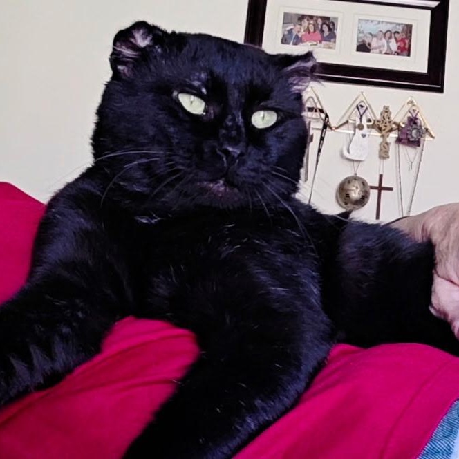 Enlarge Walter, a Adopted Domestic Short Hair in HUNTINGTON BEACH, CA image 2/5