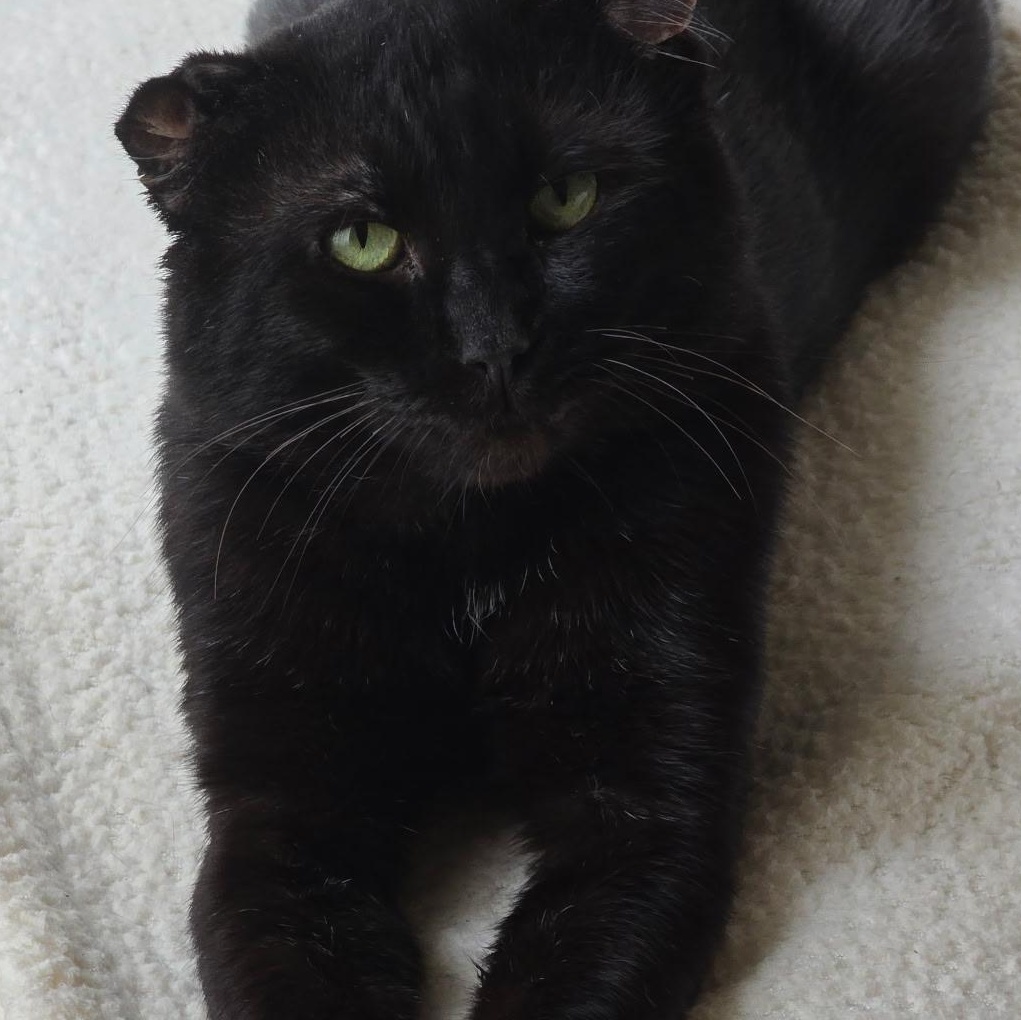 Enlarge Walter, a Adopted Domestic Short Hair in HUNTINGTON BEACH, CA image 3/5