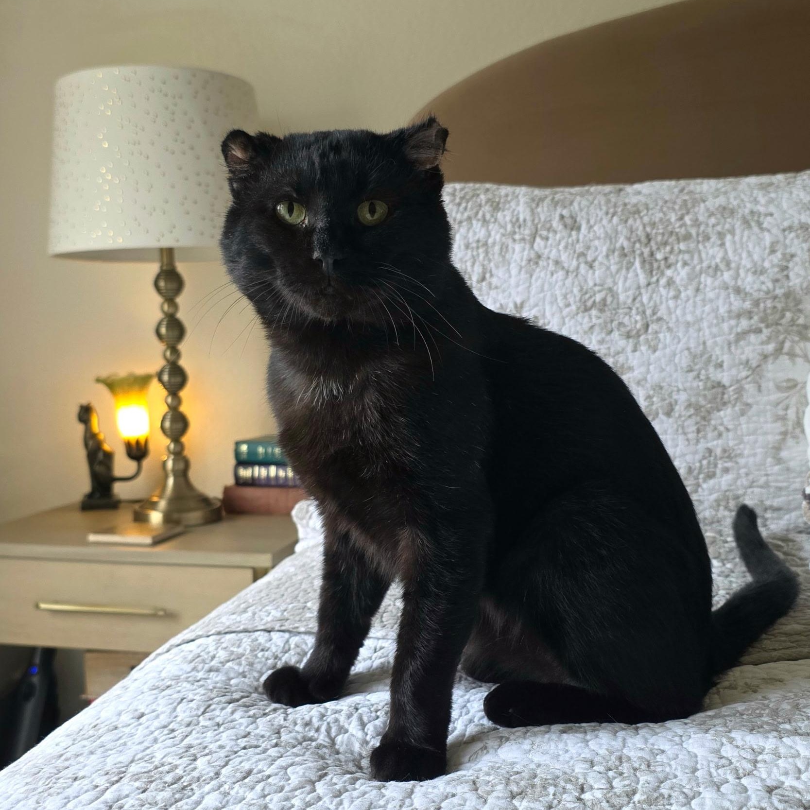 Walter, Adopted, Young Male Domestic Short Hair.