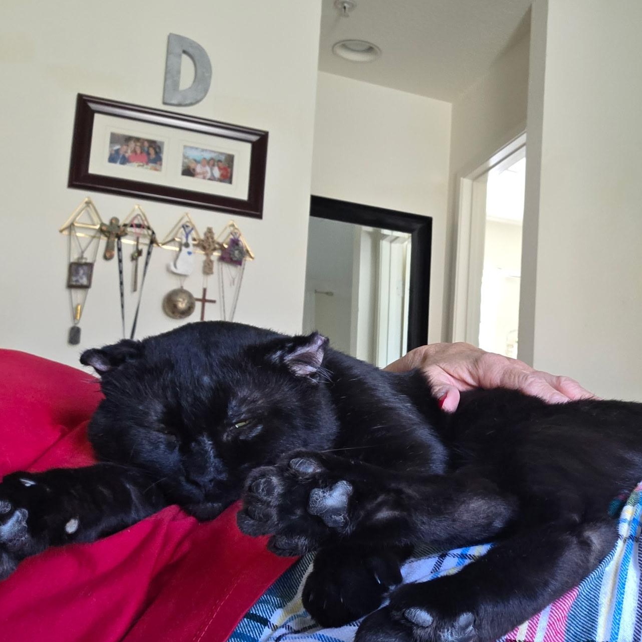Enlarge Walter, a Adopted Domestic Short Hair in HUNTINGTON BEACH, CA image 4/5