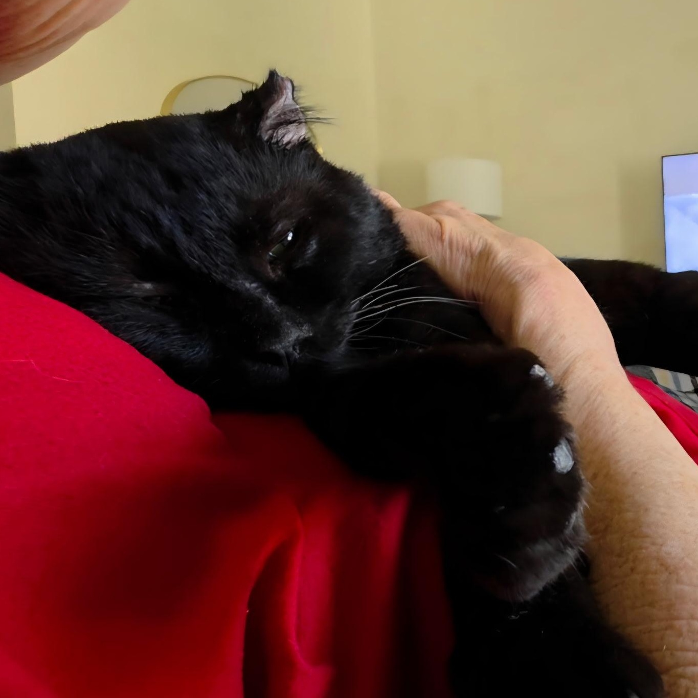 Enlarge Walter, a Adopted Domestic Short Hair in HUNTINGTON BEACH, CA image 5/5