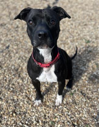 SANDY, Adoptable, Adult Female Mixed Breed.