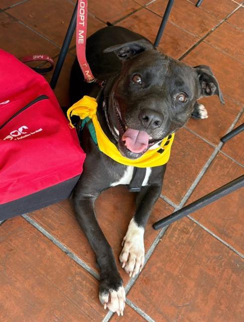 Enlarge SANDY, a Adoptable Mixed Breed in Jacksonville, FL image 1/1