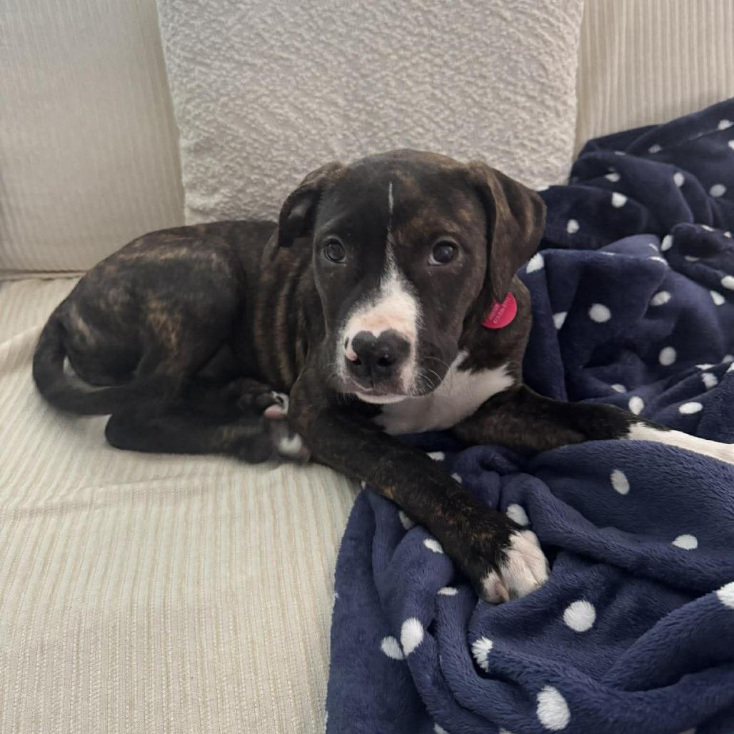 Honey — thumbnail 3