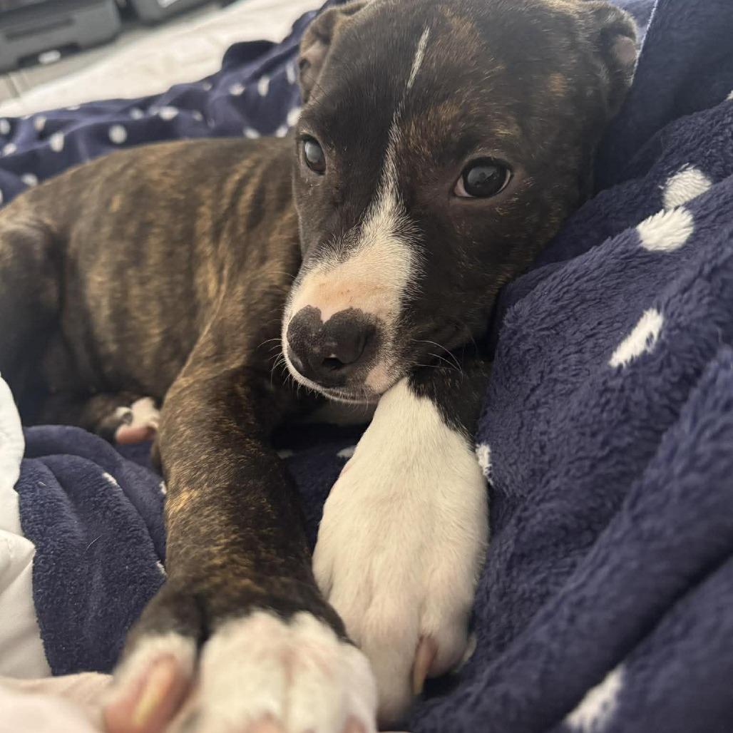 Honey — thumbnail 6