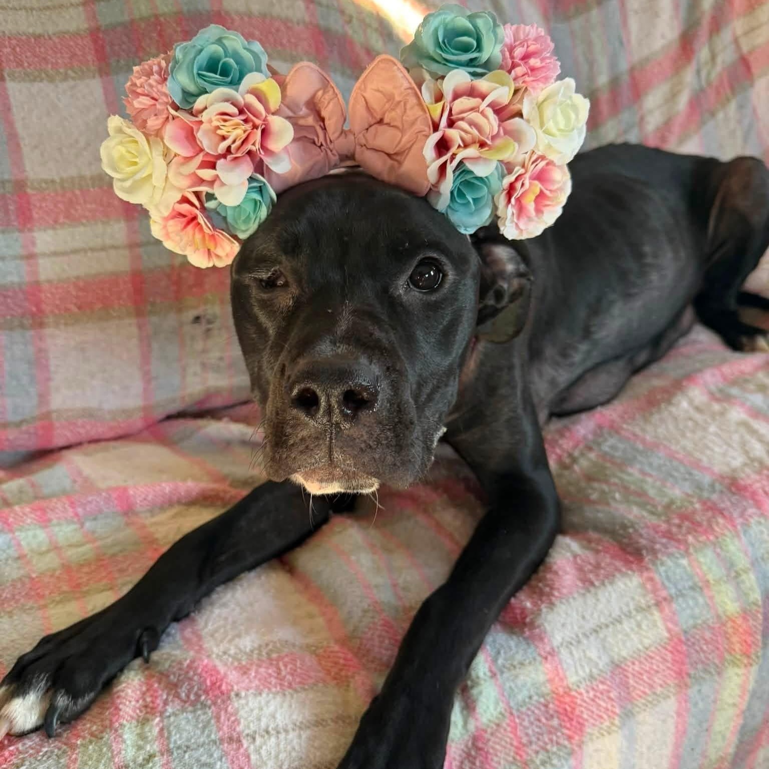 Enlarge Honey, a ADOPTABLE mixed breed in Springville, NY image 2/6