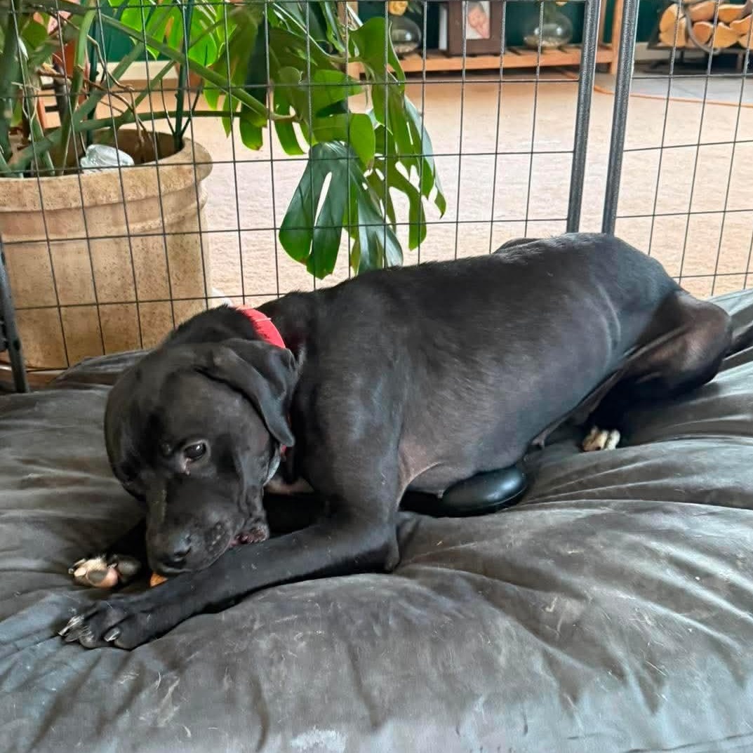 Enlarge Honey, a ADOPTABLE mixed breed in Springville, NY image 4/6
