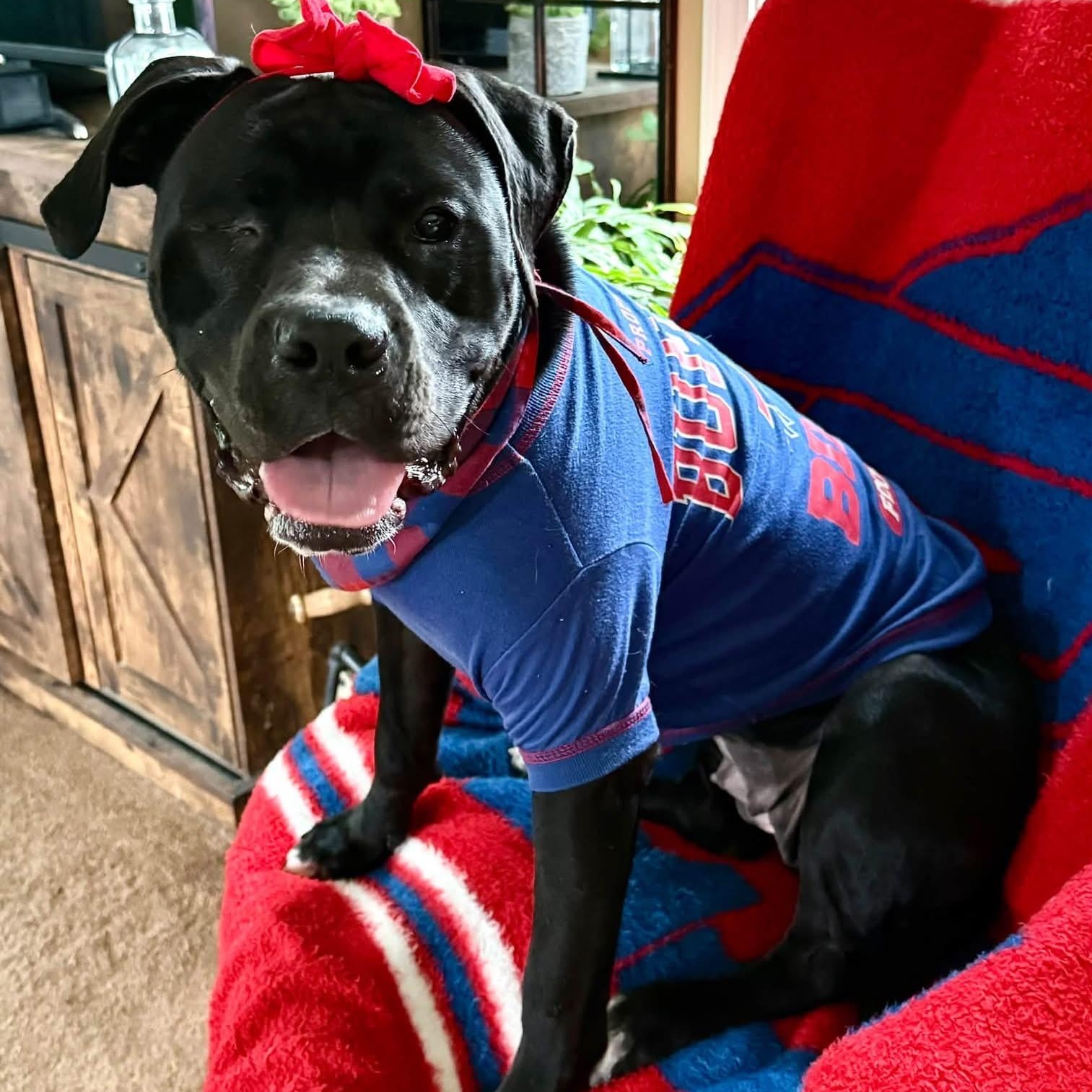 Enlarge Honey, a Adoptable mixed breed in Springville, NY image 5/6