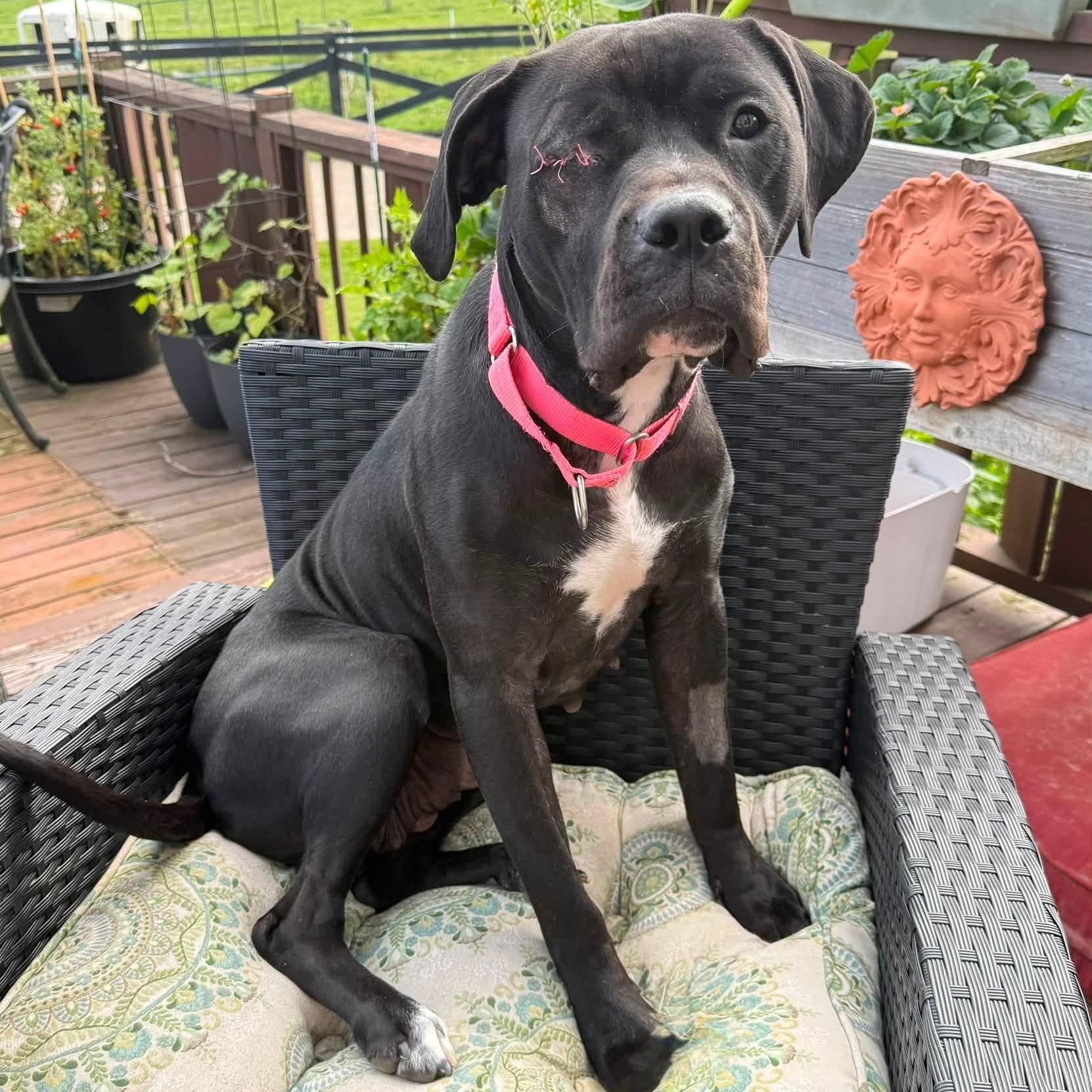 Enlarge Honey, a ADOPTABLE mixed breed in Springville, NY image 6/6