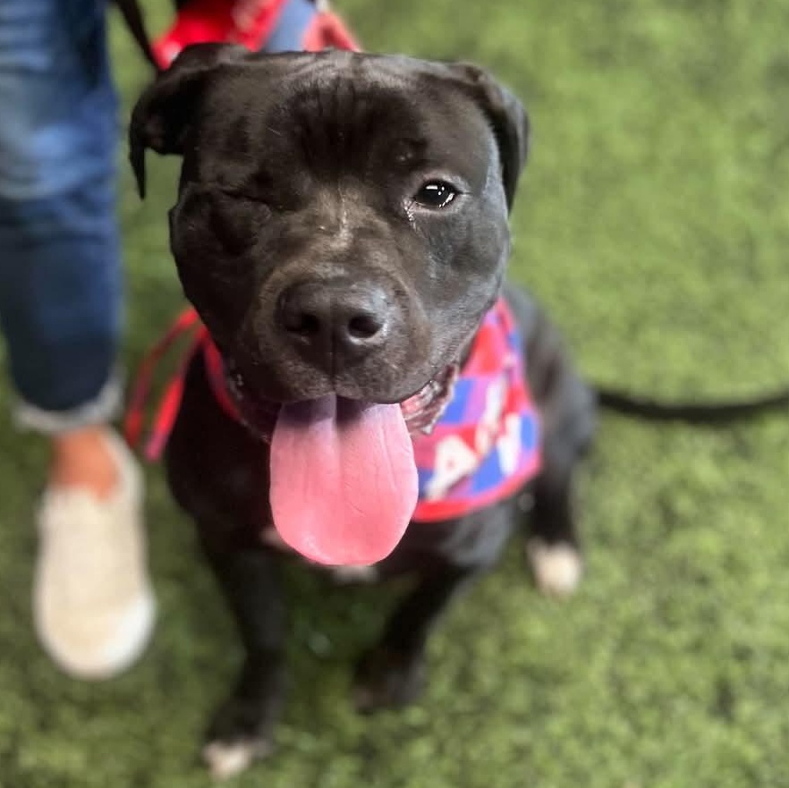 Enlarge Honey, a Adoptable mixed breed in Springville, NY image 6/6