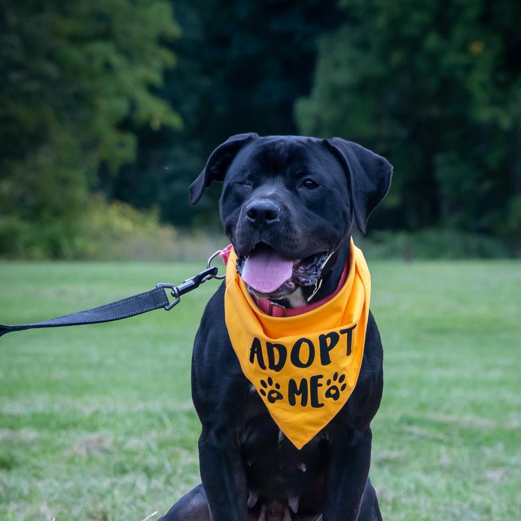 Enlarge Honey, a Adoptable mixed breed in Springville, NY image 1/6