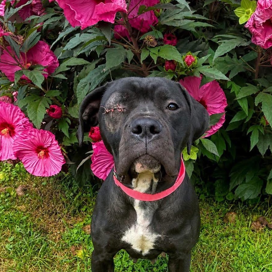 Honey, ADOPTABLE, Young Female Pit Bull Terrier & Cane Corso.