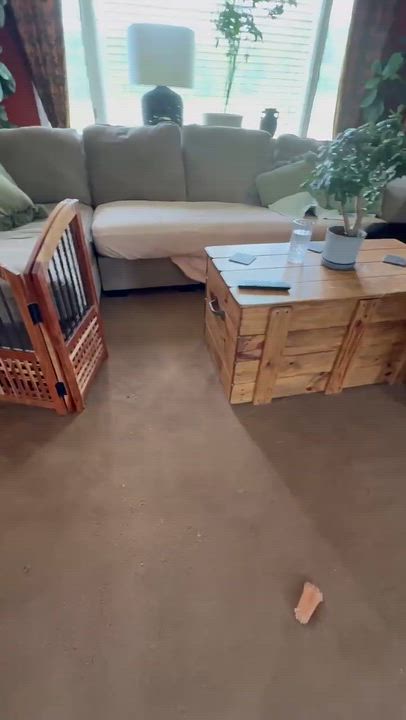 Enlarge Honey, a ADOPTABLE mixed breed in Springville, NY video 3/6