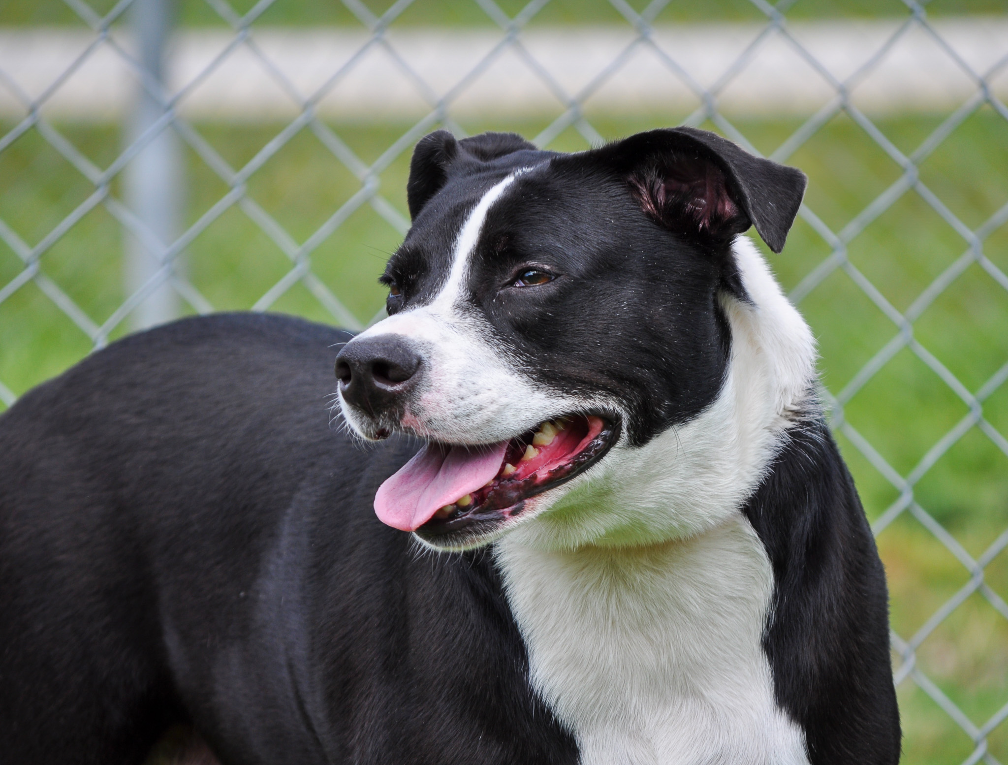 Nasa - TRAINED DOG, Adoptable, Adult Female Mixed Breed.