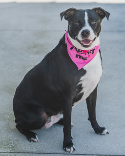 Nasa - TRAINED DOG, an adoptable Mixed Breed in Miami, FL, 33155 | Photo Image 3