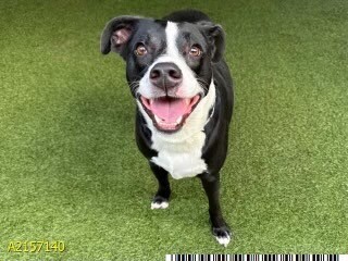 Nasa - TRAINED DOG, an adoptable Mixed Breed in Miami, FL, 33155 | Photo Image 4