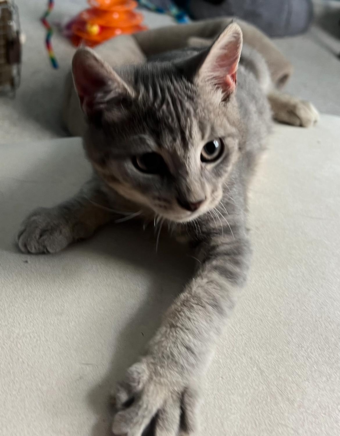 Sterling, Baby Female unknown