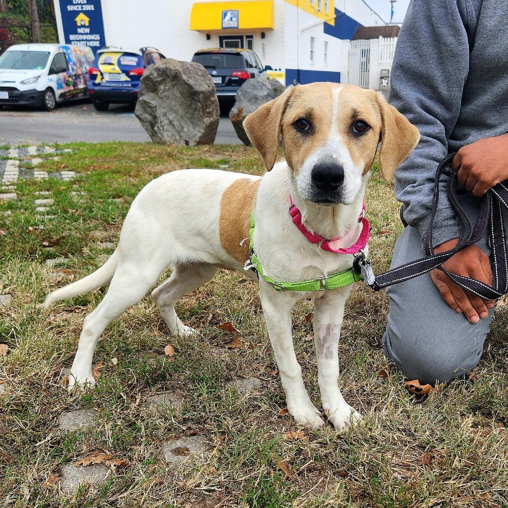 Sunny Day FKA Peaches, Adoptable, Young Female Yellow Labrador Retriever & Mixed Breed.