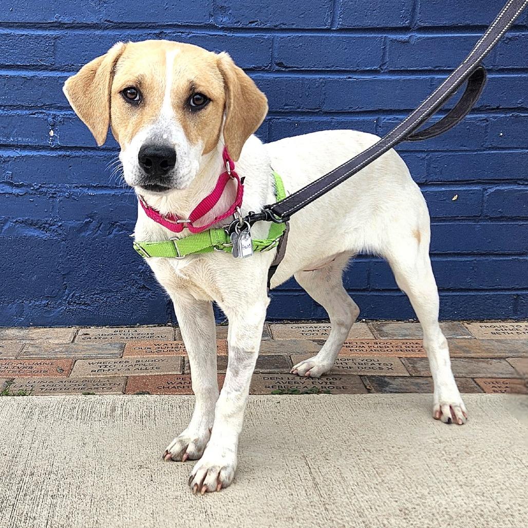Sunny Day FKA Peaches, a Adoptable mixed breed in Falls Church, VA image 2/6