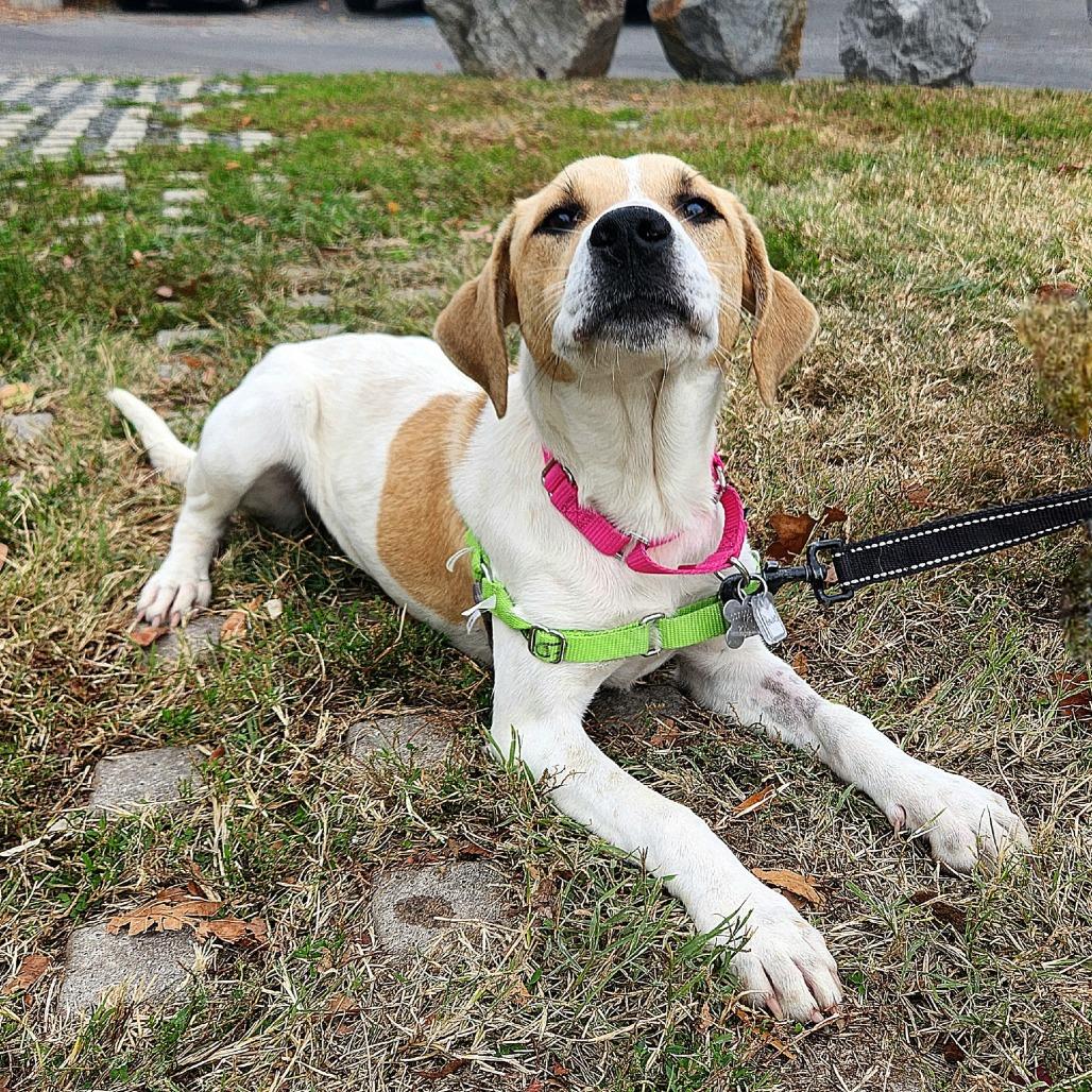 Sunny Day FKA Peaches, a Adoptable mixed breed in Falls Church, VA image 3/6