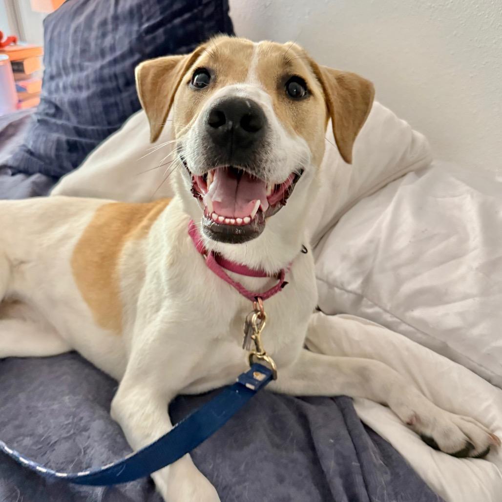 Sunny Day FKA Peaches, a Adoptable mixed breed in Falls Church, VA image 4/6