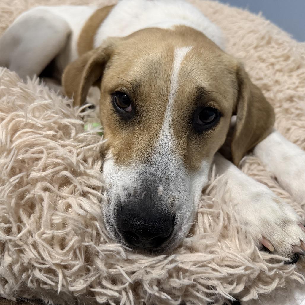 Sunny Day FKA Peaches, a Adoptable mixed breed in Falls Church, VA image 5/6
