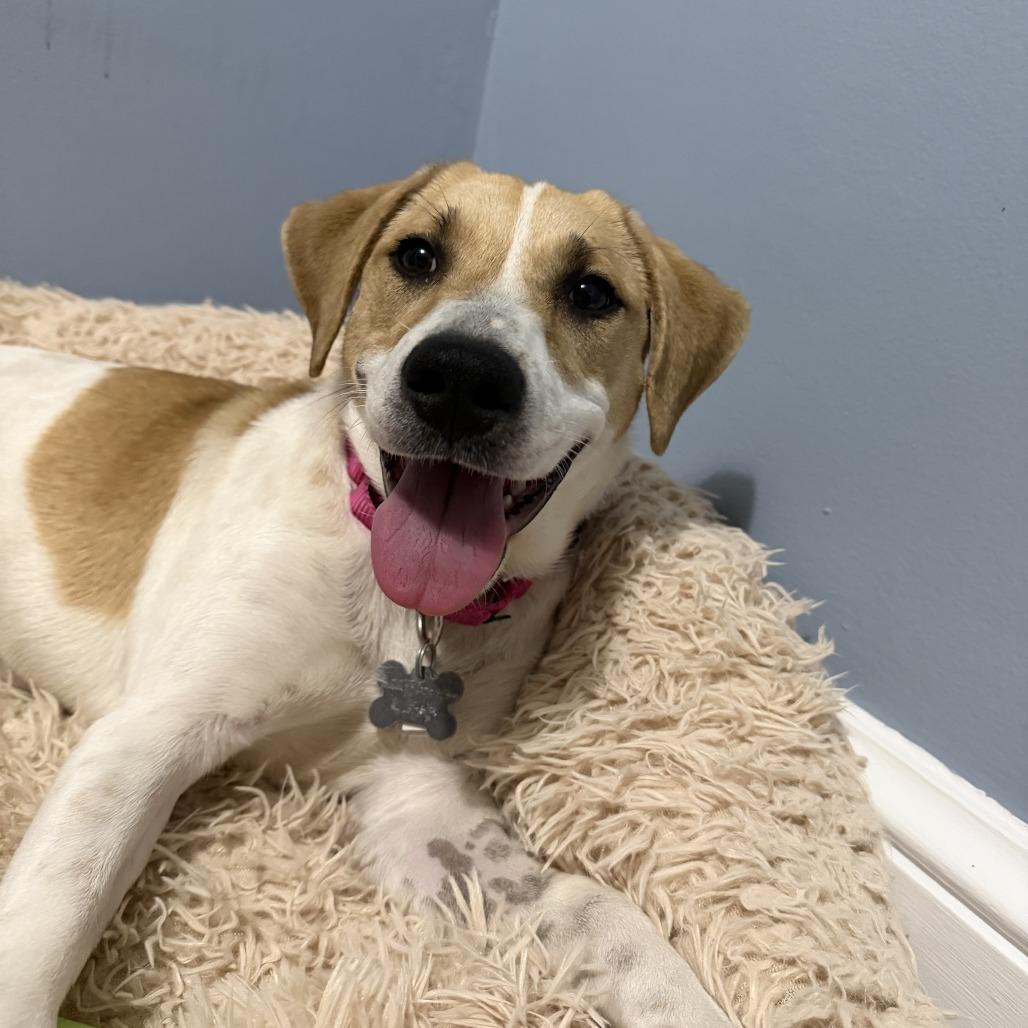 Sunny Day FKA Peaches, a Adoptable mixed breed in Falls Church, VA image 6/6