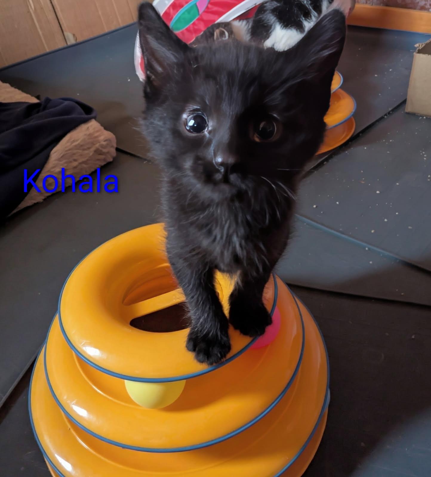 Enlarge KOLALA, a ADOPTABLE American Shorthair in Pinedale, WY image 1/2